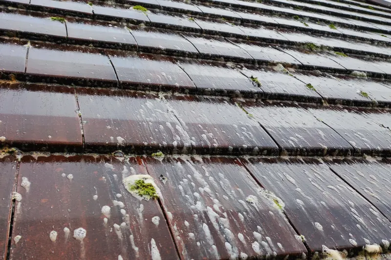 Lichen et mousse installés sur des tuiles de toiture
